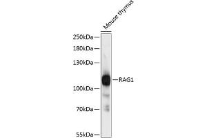 Western blot analysis of extracts of mouse thymus, using R antibody (ABIN6132616, ABIN6146660, ABIN6146661 and ABIN6216355) at 1:3000 dilution. (RAG1 抗体  (AA 1-270))