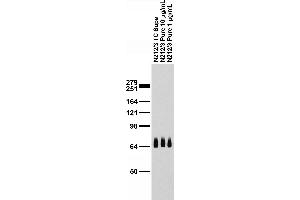 Adult rat brain immunoblot. (Peroxisomal Biogenesis Factor 5-Like (PEX5L) (AA 1-192), (Constant Region) 抗体)