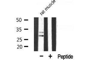 Western blot analysis of COX11 expression in Rat muscle lysate (COX11 抗体  (Internal Region))
