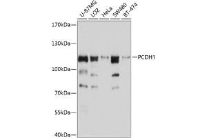 Western blot analysis of extracts of various cell lines, using PCDH1 antibody (ABIN6128581, ABIN6145283, ABIN6145284 and ABIN6214405) at 1:1000 dilution.