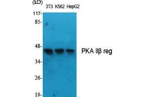 Western Blot (WB) analysis of specific cells using PKA IIbeta reg Polyclonal Antibody. (PKA IIbeta Reg (Thr286) 抗体)
