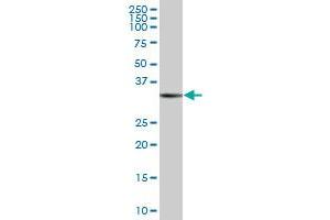 RAD51 MaxPab polyclonal antibody. (RAD51 抗体  (AA 1-339))