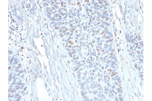 Formalin-fixed, paraffin-embedded human Endometrium stained with Cyclin A2 Mouse Monoclonal Antibody (E67). (Cyclin A 抗体)