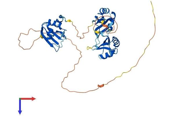 TIA1 Protein (AA 1-386) (His tag)