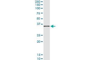 Immunoprecipitation of COL23A1 transfected lysate using anti-COL23A1 MaxPab rabbit polyclonal antibody and Protein A Magnetic Bead , and immunoblotted with COL23A1 purified MaxPab mouse polyclonal antibody (B01P) . (COL23A1 抗体  (AA 1-309))