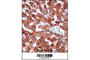 CYB5A Antibody immunohistochemistry analysis in formalin fixed and paraffin embedded human liver tissue followed by peroxidase conjugation of the secondary antibody and DAB staining. (CYB5A 抗体  (AA 69-98))