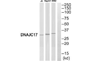 Western blot analysis of extracts from Jurkat cells, HepG2 cells and K562 cells, using DNAJC17 antibody.