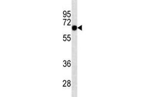 SOX9 antibody western blot analysis in K562 lysate.