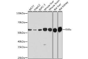 Western blot analysis of extracts of various cell lines, using RXRα antibody (ABIN7269949) at 1:1000 dilution. (Retinoid X Receptor alpha 抗体  (AA 1-100))
