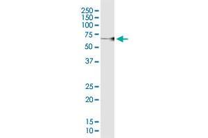 WDR37 MaxPab polyclonal antibody. (WDR37 抗体  (AA 1-494))