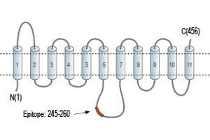 Representative domain view of the target of ABIN7885469.