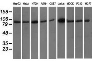Western blot analysis of extracts (35 µg) from 9 different cell lines by using anti-PRKD2 monoclonal antibody.