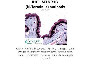 Image no. 1 for anti-Melatonin Receptor 1B (MTNR1B) (Extracellular Domain), (N-Term) antibody (ABIN1737121) (Melatonin Receptor 1B 抗体  (Extracellular Domain, N-Term))