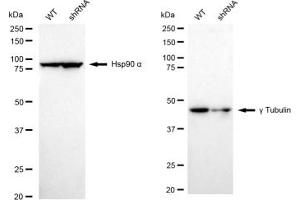 Western blotting analysis using gamma Tubulin antibody (ABIN7800670).