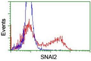 Image no. 2 for anti-Snail Family Zinc Finger 2 (SNAI2) antibody (ABIN1500984) (SLUG 抗体)