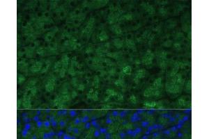 Immunofluorescence analysis of Mouse pancreas using CTRB1 Polyclonal Antibody at dilution of 1:100 (40x lens). (CTRB1 抗体)