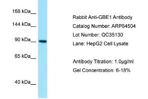 Western Blotting (WB) image for anti-Glucan (1,4-alpha-), Branching Enzyme 1 (GBE1) (N-Term) antibody (ABIN2789854) (GBE1 抗体  (N-Term))