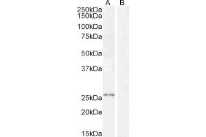 ABIN190842 (1 μg/mL) staining of HeLa cell lysate (A) + peptide (B) (35 μg protein in RIPA buffer).