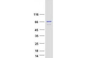Western Blotting (WB) image for Cyclin K (CCNK) (Transcript Variant 1) protein (Myc-DYKDDDDK Tag) (ABIN2712729)