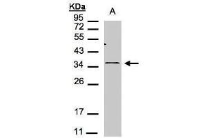 WB Image Sample(30 μg of whole cell lysate) A:293T 12% SDS PAGE antibody diluted at 1:1000 (CXCR6 抗体)