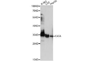 Western blot analysis of extracts of various cell lines, using CA5A antibody (ABIN6292754) at 1:1000 dilution. (CA5A 抗体)