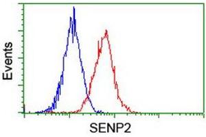 Image no. 2 for anti-SUMO1/sentrin/SMT3 Specific Peptidase 2 (SENP2) (AA 139-523) antibody (ABIN1490925) (SENP2 抗体  (AA 139-523))