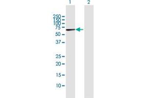 Western Blot analysis of MARS2 expression in transfected 293T cell line by MARS2 MaxPab polyclonal antibody. (MARS2 抗体  (AA 1-593))