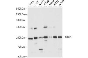 Western blot analysis of extracts of various cell lines, using ORC1 antibody (ABIN7269110) at 1:1000 dilution. (ORC1 抗体  (AA 696-856))