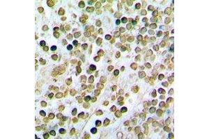 Immunohistochemical analysis of STAMBP staining in rat spleen formalin fixed paraffin embedded tissue section. (STAMBP 抗体)