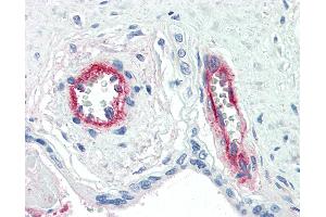 Anti-F8 / Factor VIII antibody IHC of human placenta, vessels.