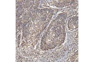 IHC analysis of SEC23IP using anti-SEC23IP antibody (ABIN7601222).