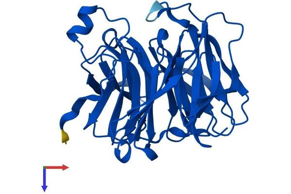 Regucalcin Protein (RGN) (AA 1-299) (His tag)