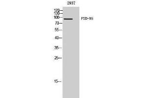 Western Blotting (WB) image for anti-Discs, Large Homolog 4 (Drosophila) (DLG4) (Ser307) antibody (ABIN3186577) (DLG4 抗体  (Ser307))