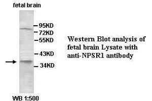 Image no. 2 for anti-Neuropeptide S Receptor 1 (NPSR1) (AA 241-300) antibody (ABIN791223) (NPSR1 抗体  (AA 241-300))