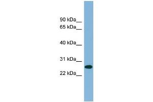 WB Suggested Anti-SRrp35 Antibody Titration:  0. (SRSF12 抗体  (Middle Region))