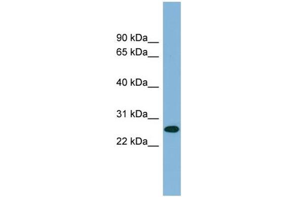 SRSF12 antibody  (Middle Region)