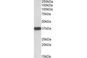 Western Blotting (WB) image for anti-Cytochrome B5 Reductase 3 (CYB5R3) (C-Term) antibody (ABIN2464545) (CYB5R3 抗体  (C-Term))