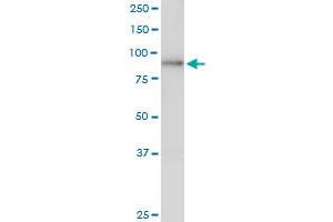LAS1L MaxPab polyclonal antibody. (LAS1L 抗体  (AA 1-734))