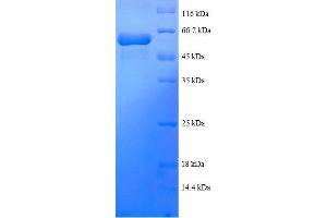 SDS-PAGE (SDS) image for Tetratricopeptide Repeat Domain 1 (TTC1) (AA 3-292), (partial) protein (GST tag) (ABIN7479186)