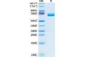 Mouse c-MPL/Thrombopoietin R on Tris-Bis PAGE under reduced condition. (MPL Protein (AA 26-482) (His tag))