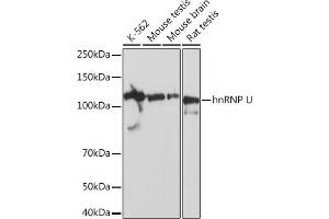 Western blot analysis of extracts of various cell lines, using hnRNP U Rabbit mAb (ABIN1679689, ABIN3018741, ABIN3018742 and ABIN7101656) at 1:1000 dilution.