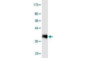 Western Blot detection against Immunogen (36. (PRAGMIN 抗体  (AA 2-101))