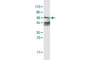 Western Blot detection against Immunogen (61. (ZNF187 抗体  (AA 1-325))