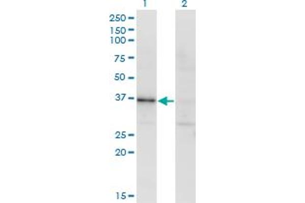 Ribokinase 抗体  (AA 1-322)