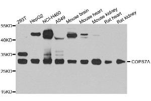 Western blot analysis of extracts of various cell lines, using COPS7A antibody. (COPS7A 抗体  (AA 1-275))