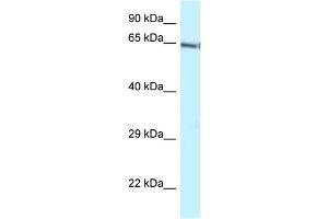 WB Suggested Anti-Gatad2b Antibody Titration: 1. (GATAD2B 抗体  (C-Term))