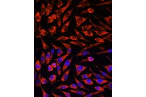 Immunofluorescence analysis of L929 cells using OTUD7B antibody (ABIN7269125) at dilution of 1:100. (OTUD7B 抗体  (AA 530-700))