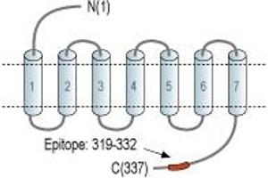 anti-Oxoglutarate (Alpha-Ketoglutarate) Receptor 1 (OXGR1) (AA 319-332), (C-Term), (Intracellular) antibody