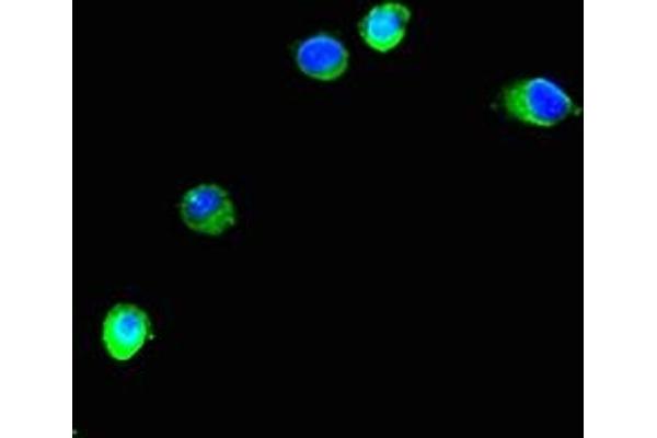 TRIM37 anticorps  (AA 301-600)