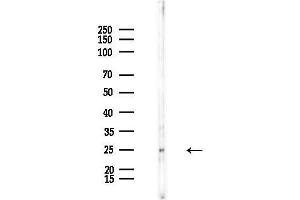 anti-Fibroblast Growth Factor 20 (FGF20) (Internal Region) antibody